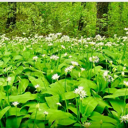Natur Kan